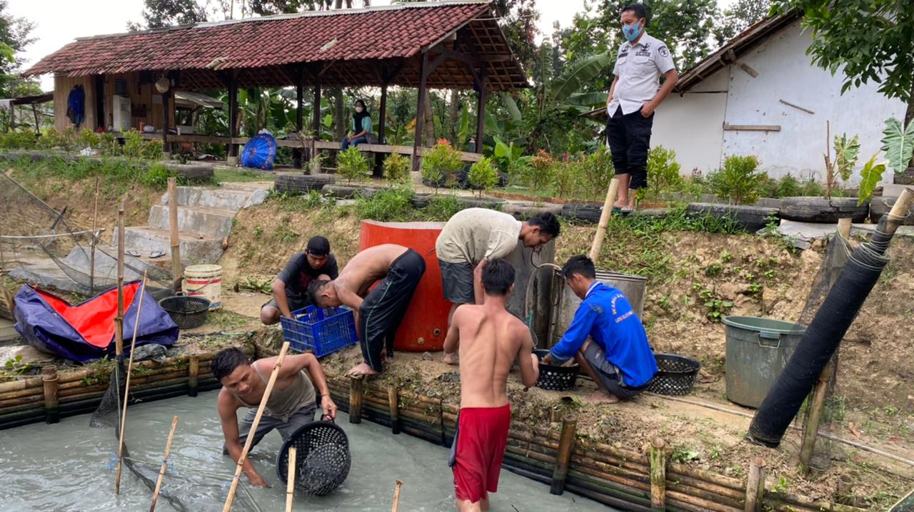 Kado Hut RI 76, WBP Lapas Rangkasbitung Panen 5 Kwintal Ikan Lele